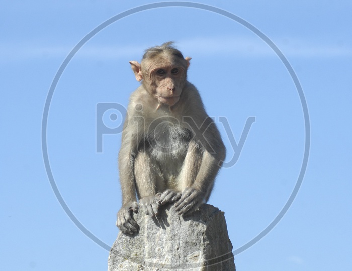 Macaque or Monkey Sitting Alone on a Stone