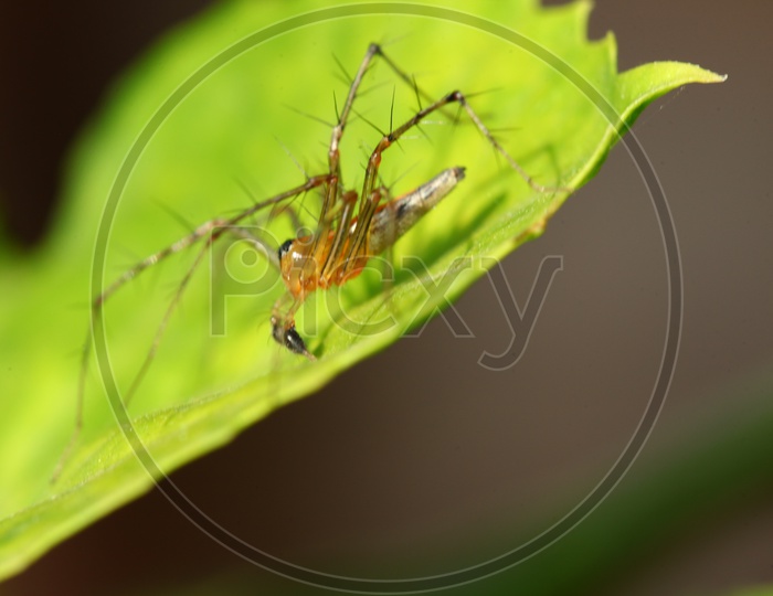 A Spider on the leaf
