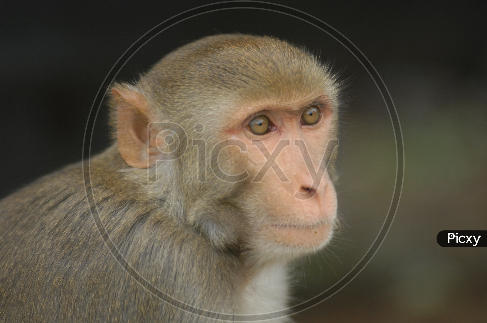 Close up shot of Monkey face