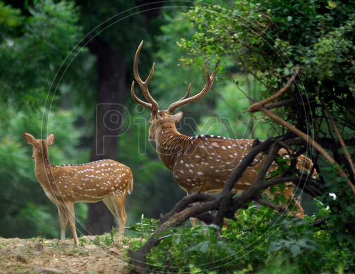 Two White tailed deers