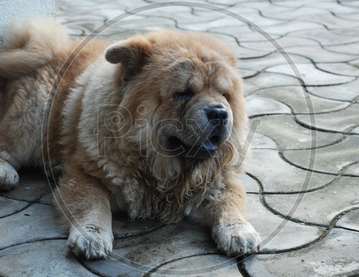 A chow chow dog sitting on the floor