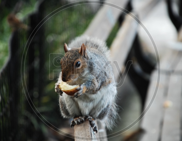 A Squirrel eating a lemon slice