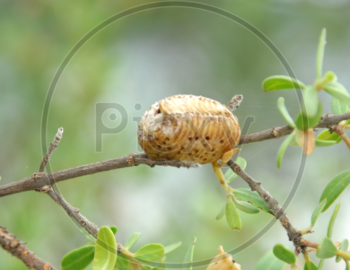 Larva Cocoon on a Plant