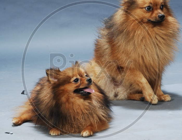Two German Spitz Mittel dogs