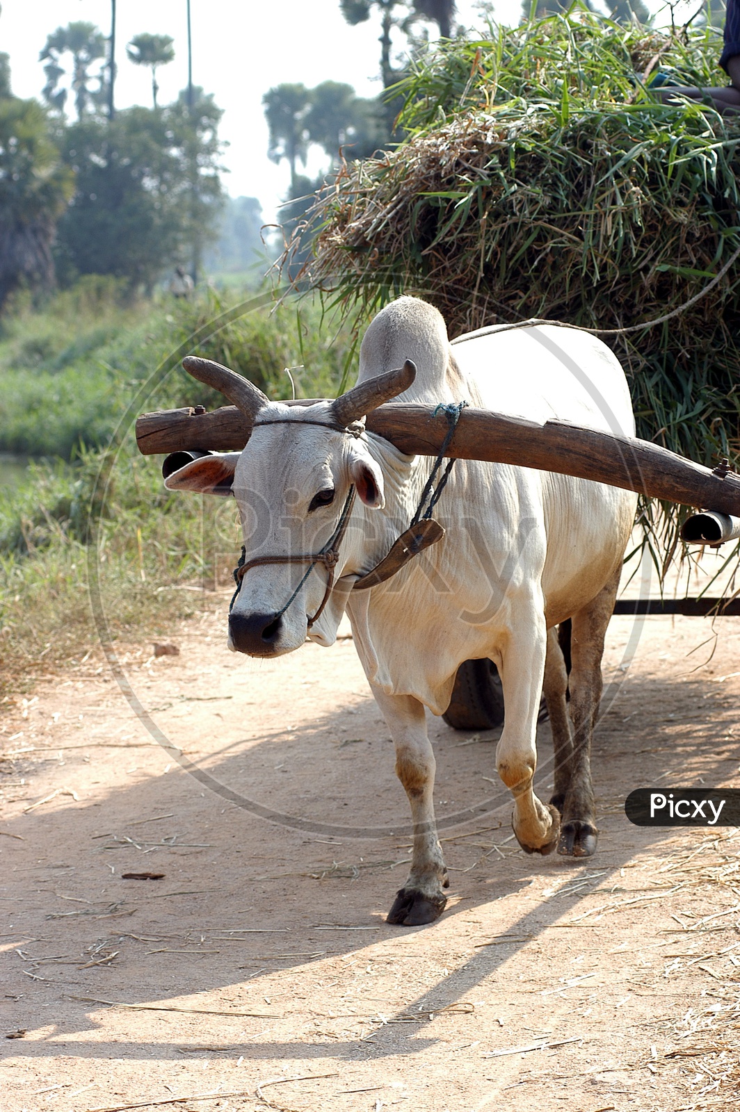 An ox carrying load on a cart