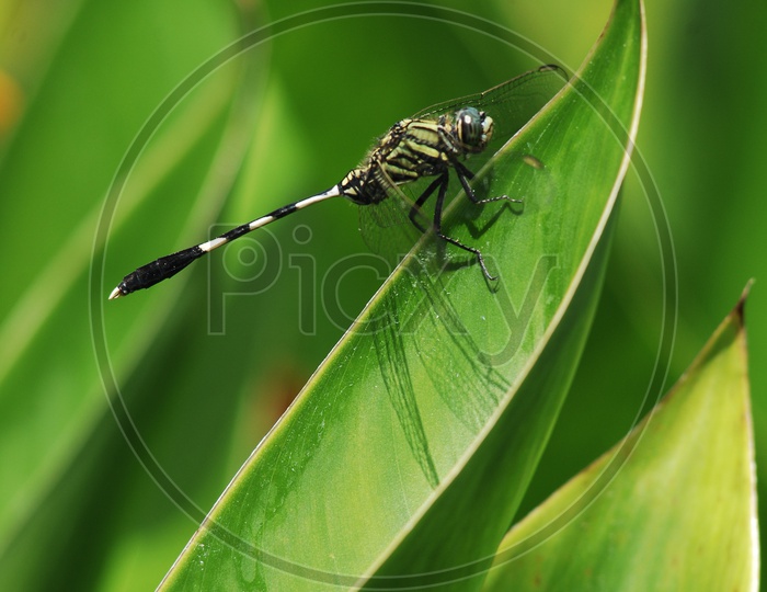 A Dragonfly on the leaf