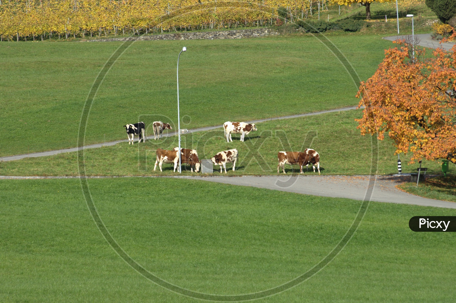 cows grazing in the open green field