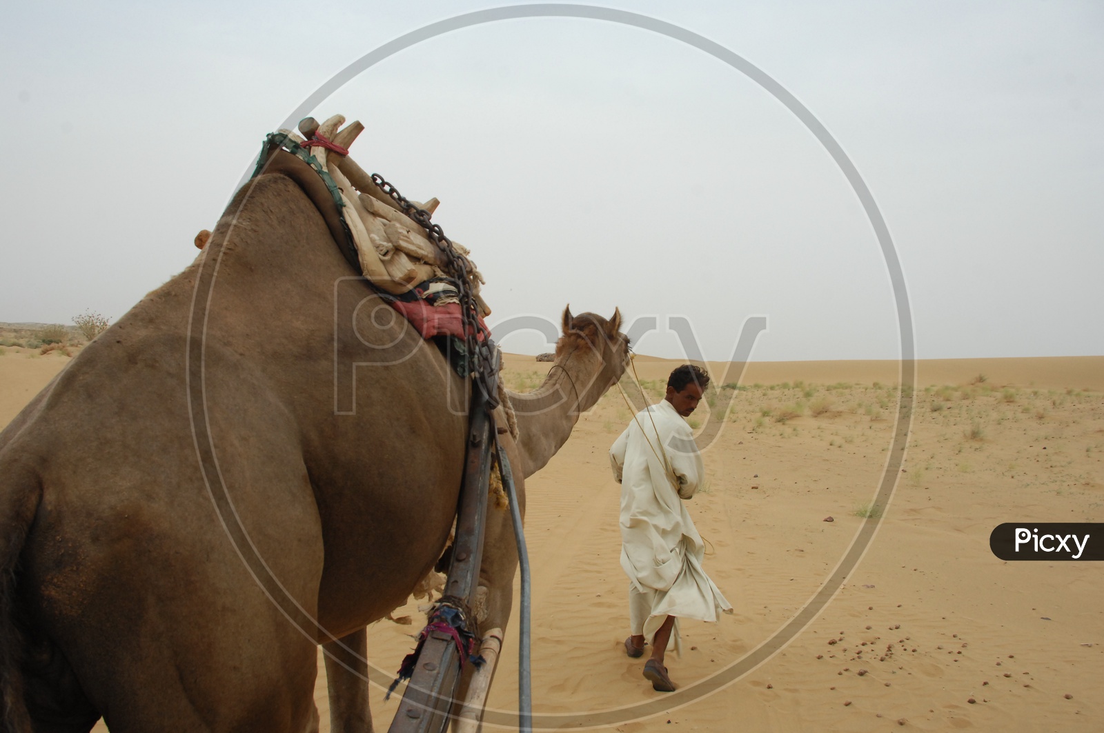 camel walk in a desert