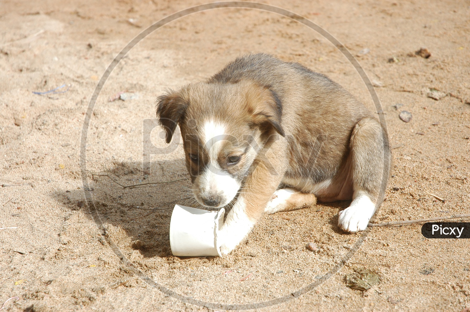 A pup playing with a disposable tea cup