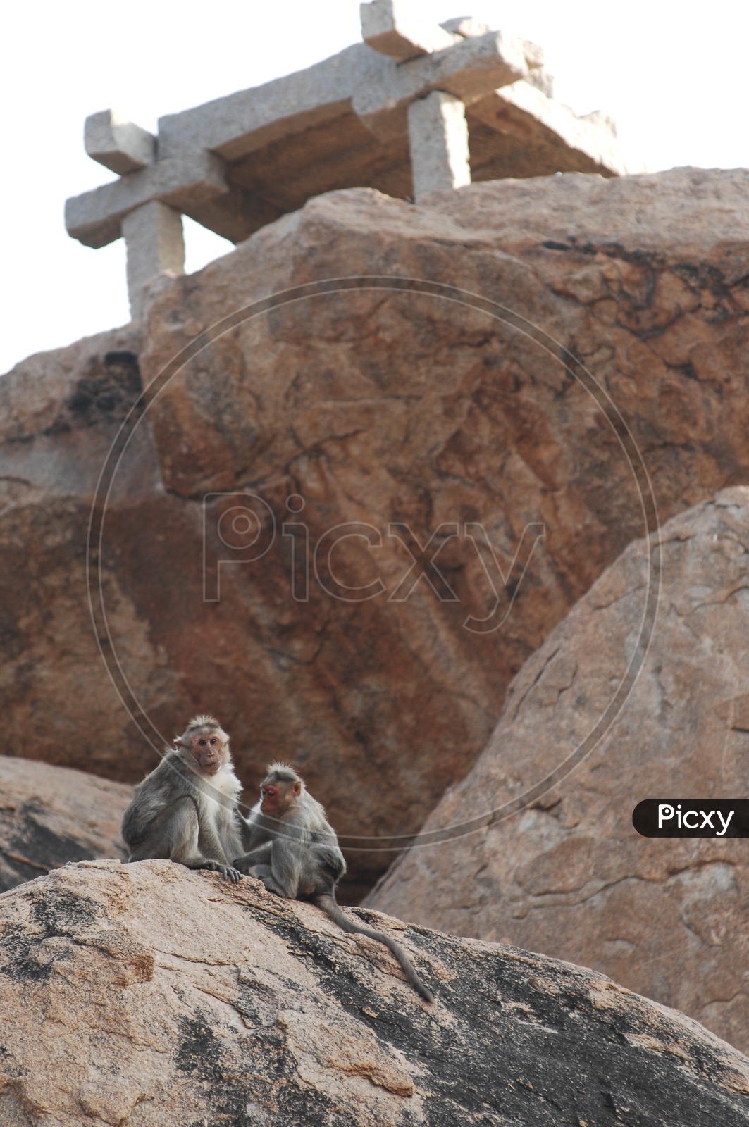 Macaques Or Monkeys Sitting on Rocks