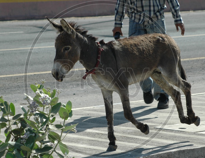 A Man trying to control a Donkey