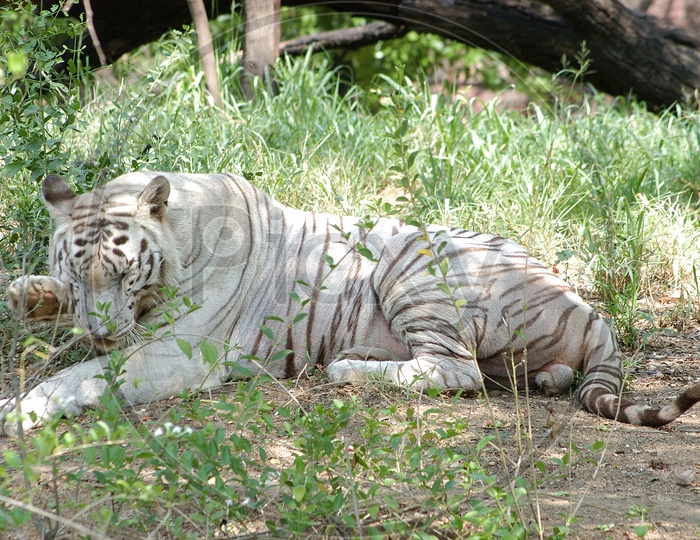 A White Tiger in a resting position