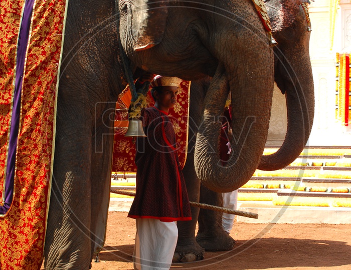 A Mahout alongside the elephant