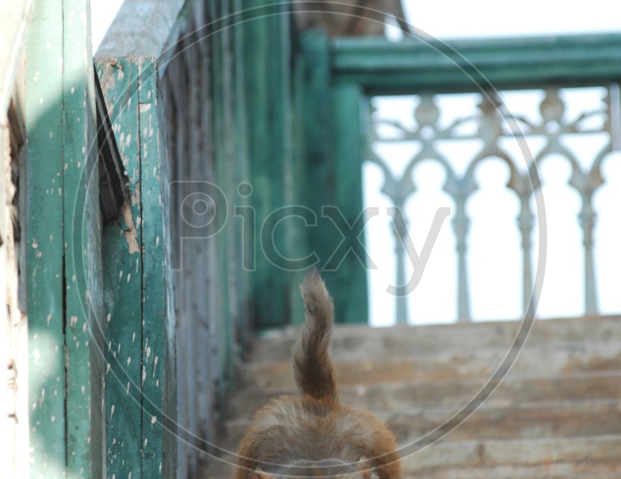 A Macaque walking down the steps