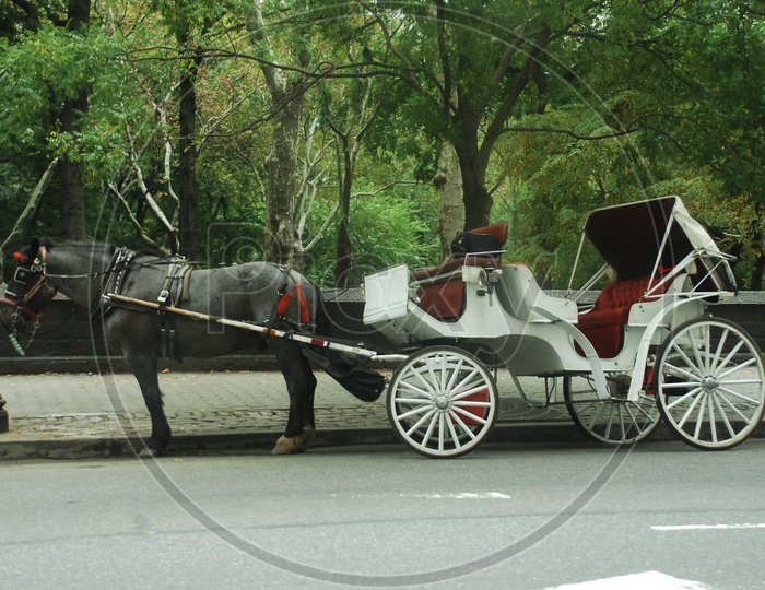 Horse Cart on the Streets