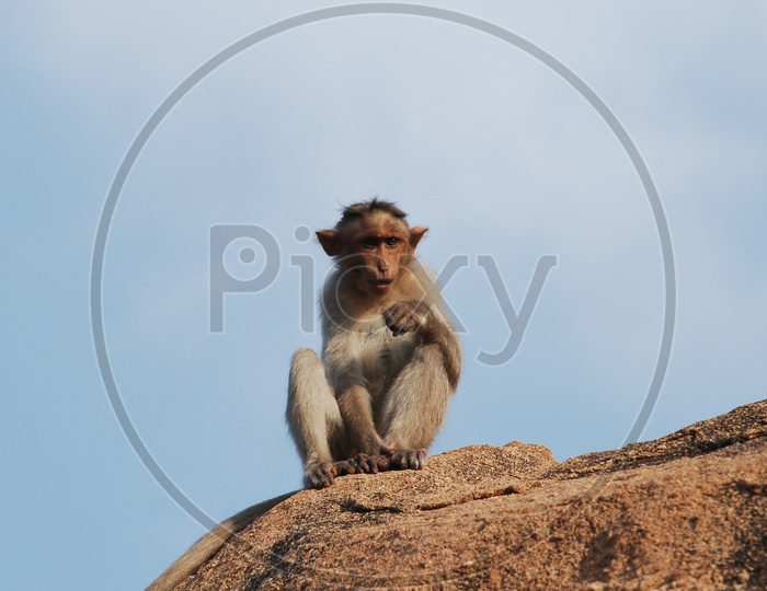 Macaque Or Monkey Sitting on a Rock Hill