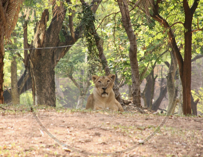 East African Lioness