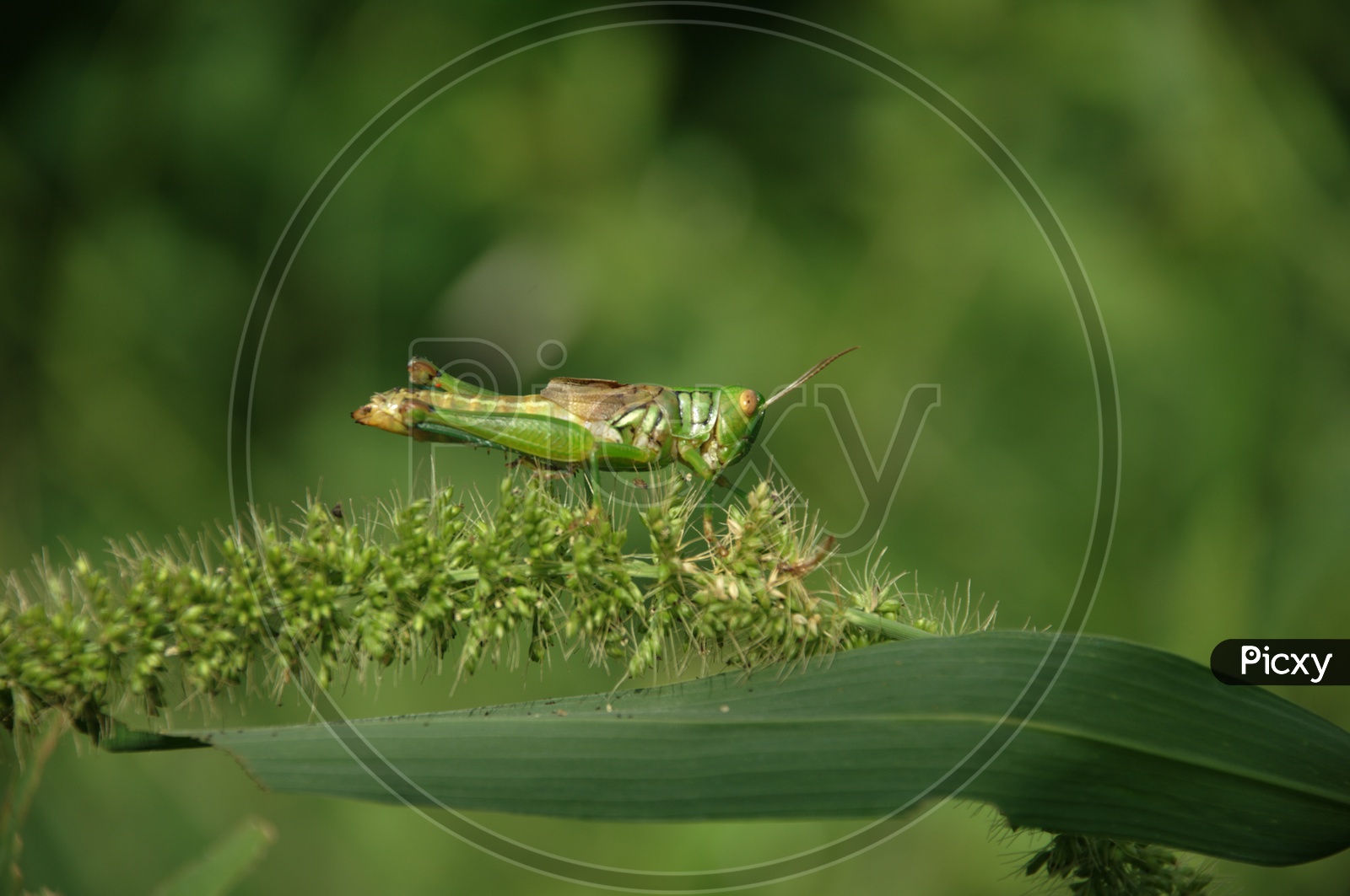 Common green Grasshopper  on garden Plants