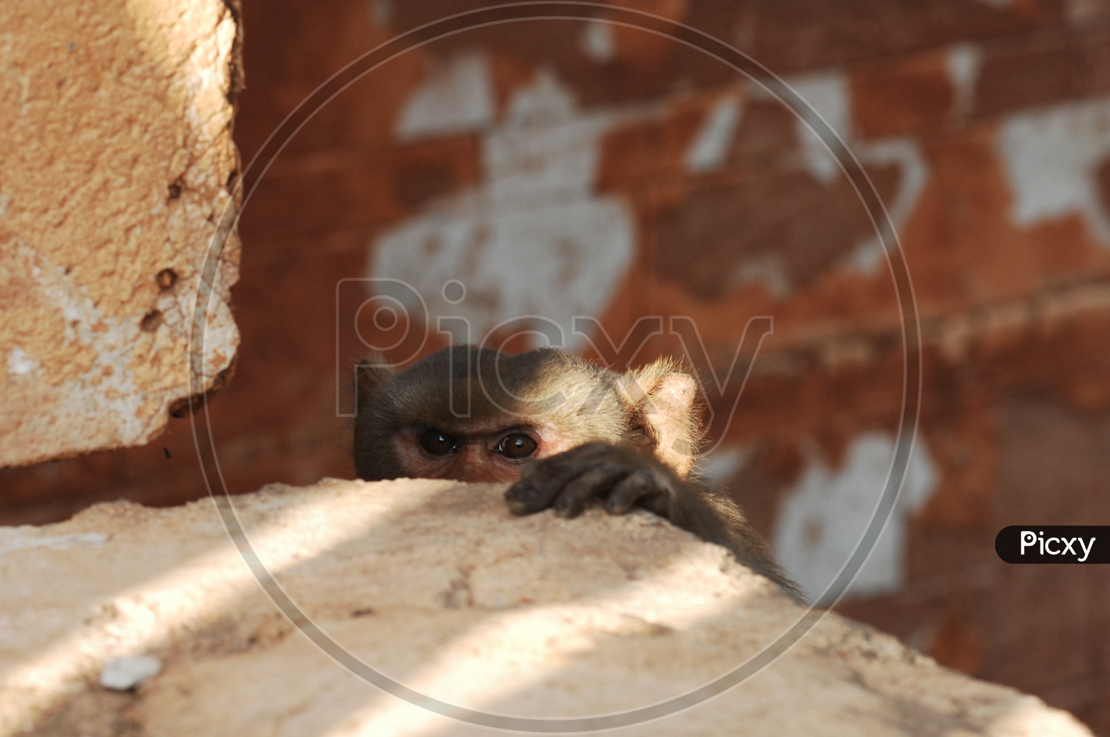 A Japanese Macaque peeping through the wall