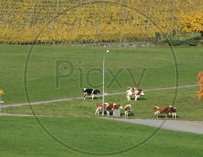 group of cows grazing