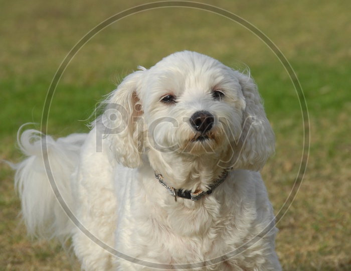 A Maltese dog