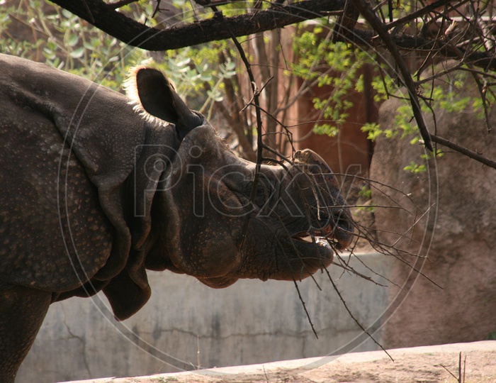 An Indian Rhinoceros