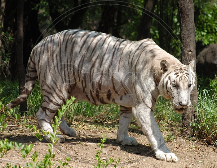 A White Tiger walking alongside the trees