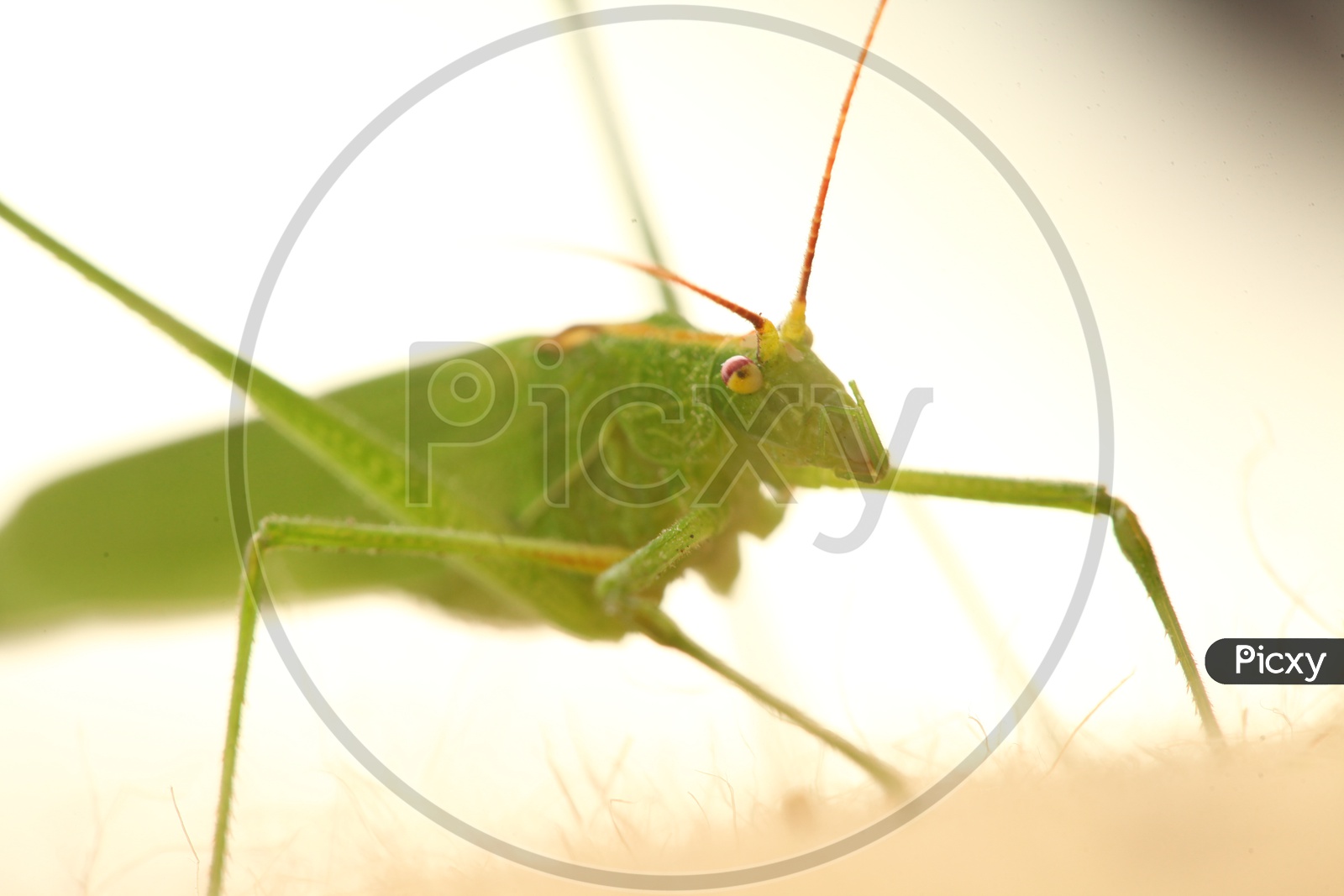 A Grasshopper