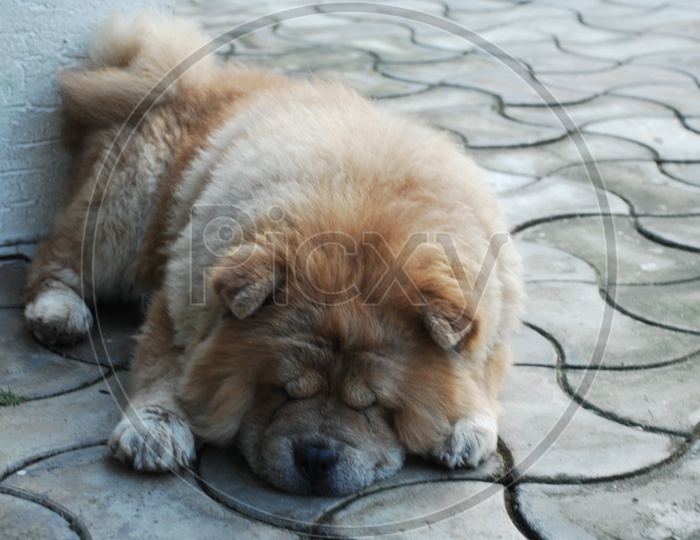 A Chow Chow dog sleeping
