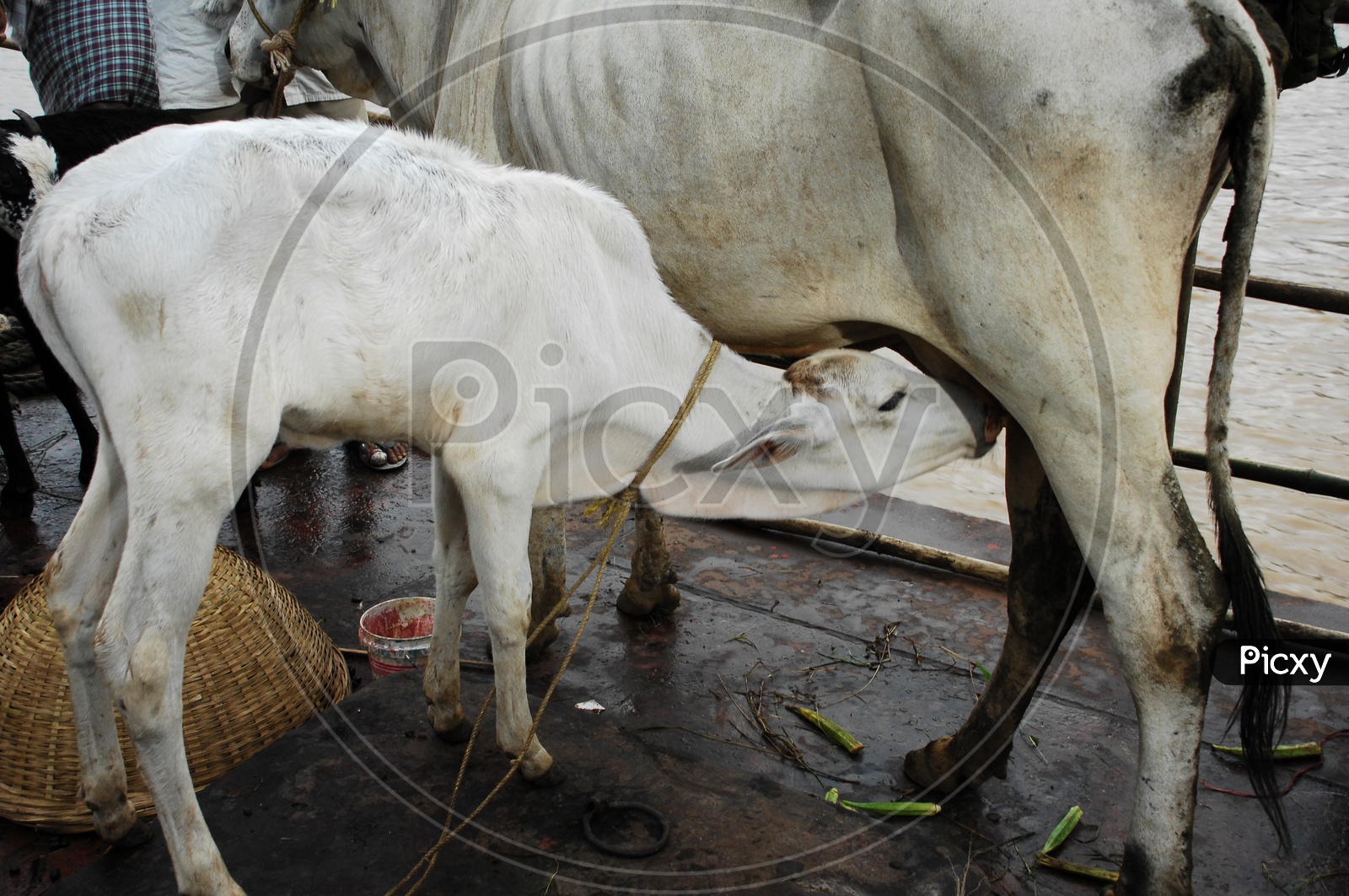 Calf getting feed from cow