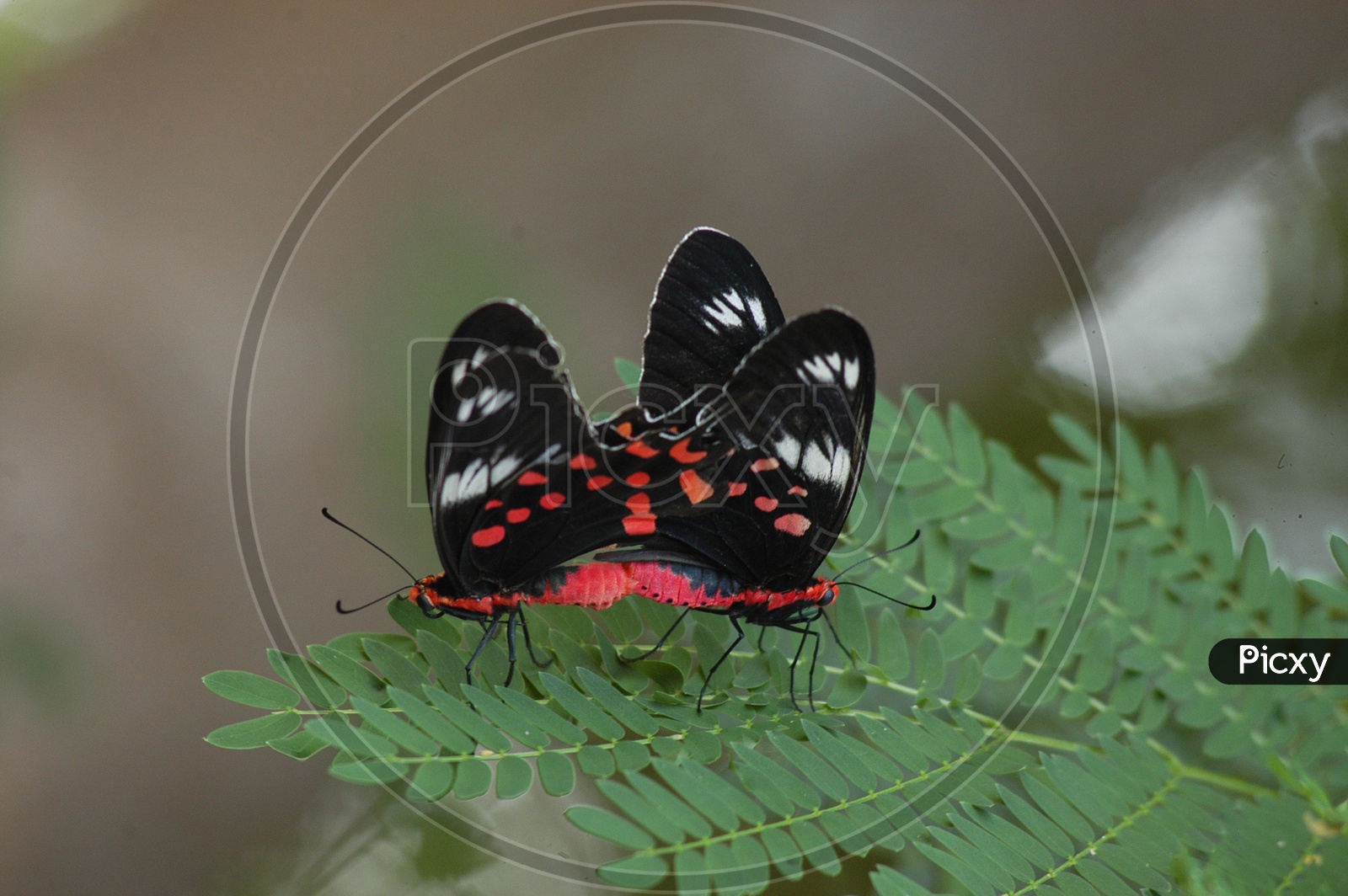 Mating of Scarlet tiger moths