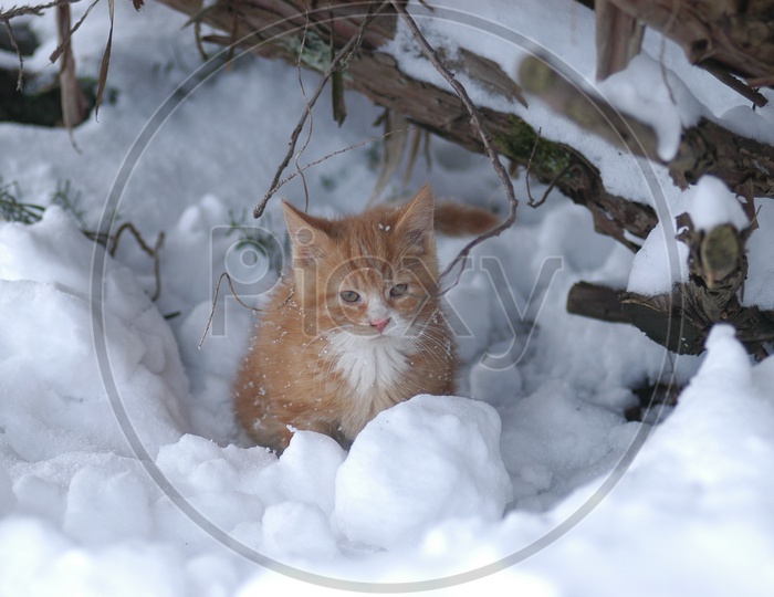 A idle hosico cat in the snow