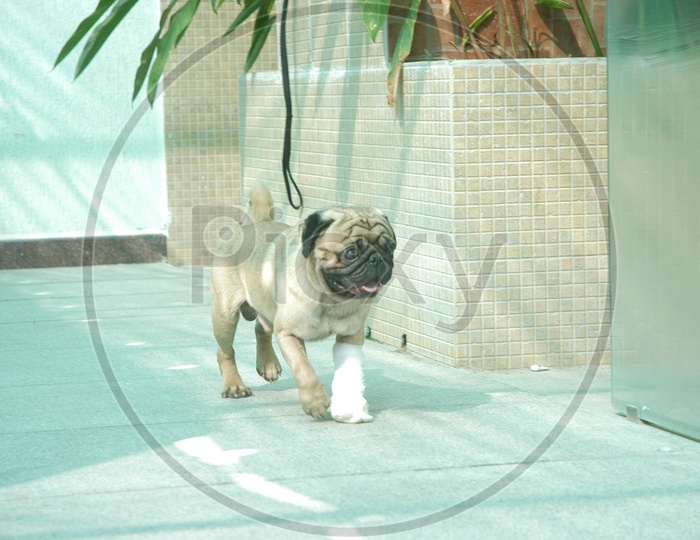 A Pug dog with its neck tied to a rope