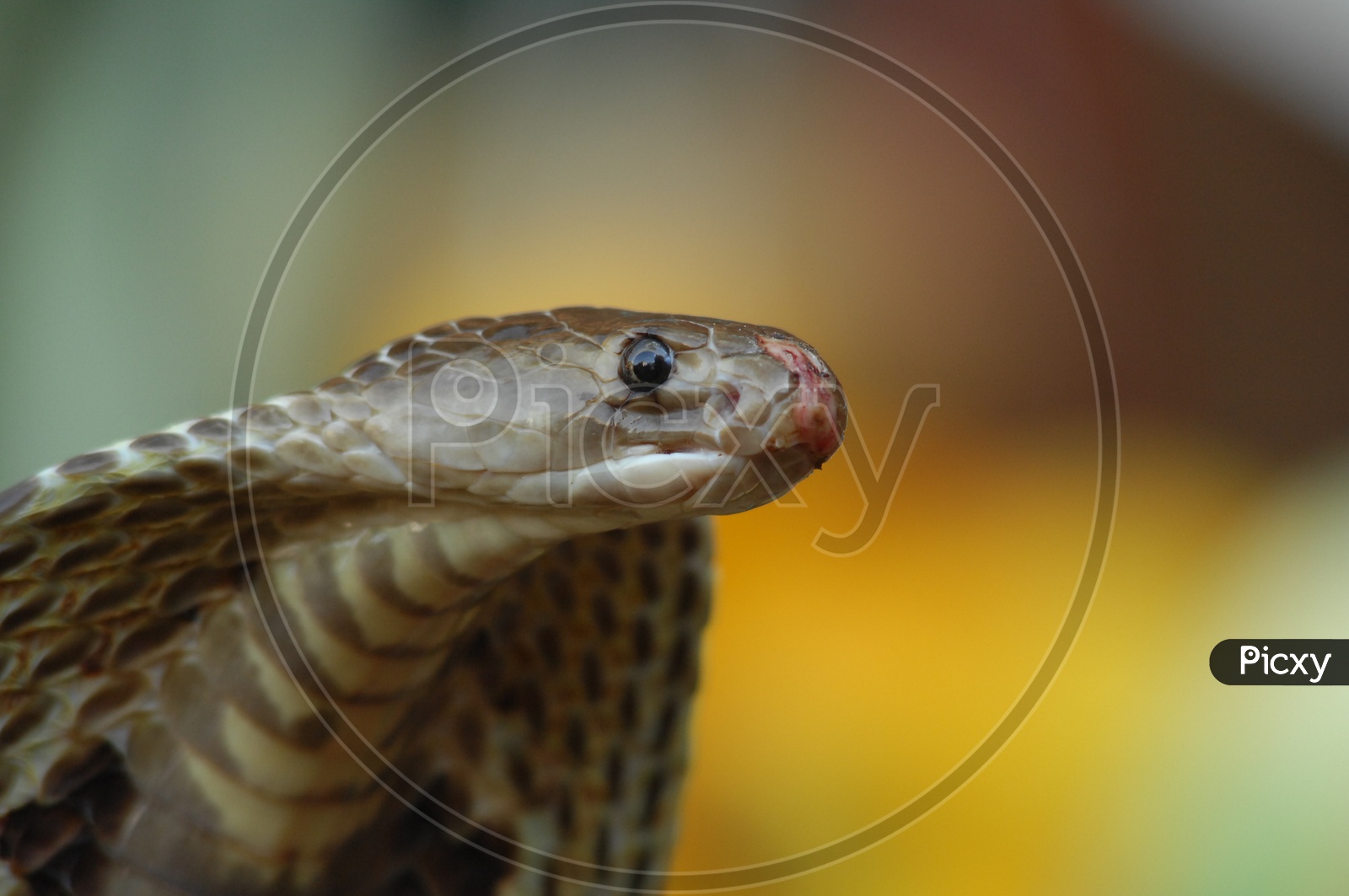 Closeup of Indian Cobra's head