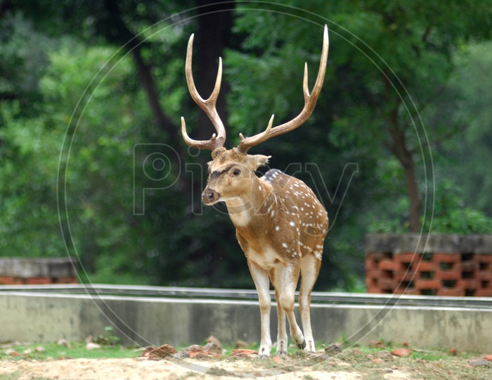 A White tailed deer