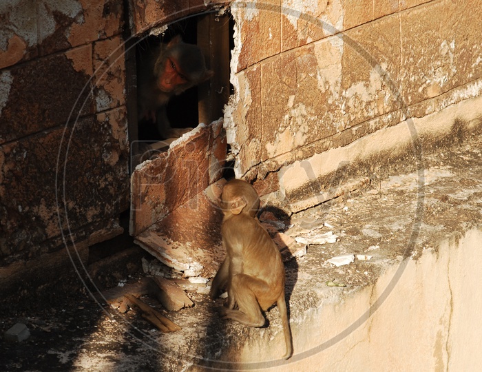 A Japanese Macaque looking out of the broken wall