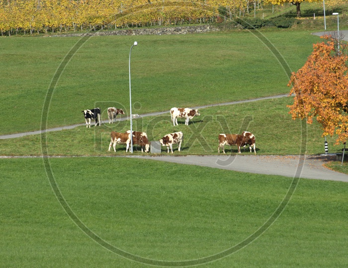 cows grazing in the open green field