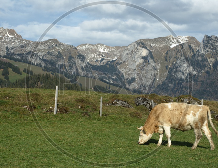 bull grazing in a green field and mountains in the back