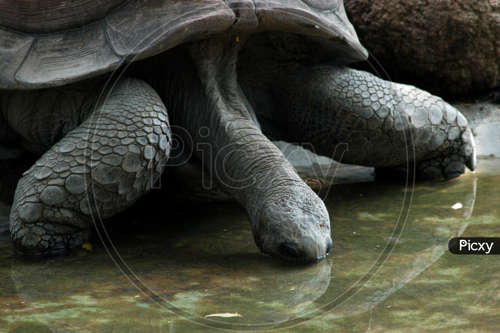 A Galápagos Tortoise drinking water
