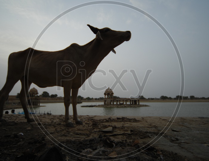 Silhouette of a cow beside a pond