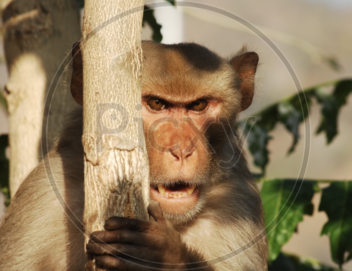 An Indian Monkey Or Macaque Looking Angry