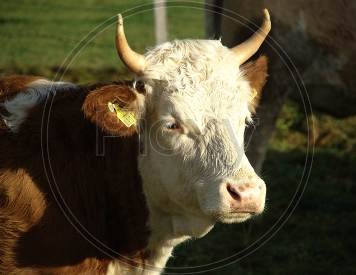 A white and brown coloured bull