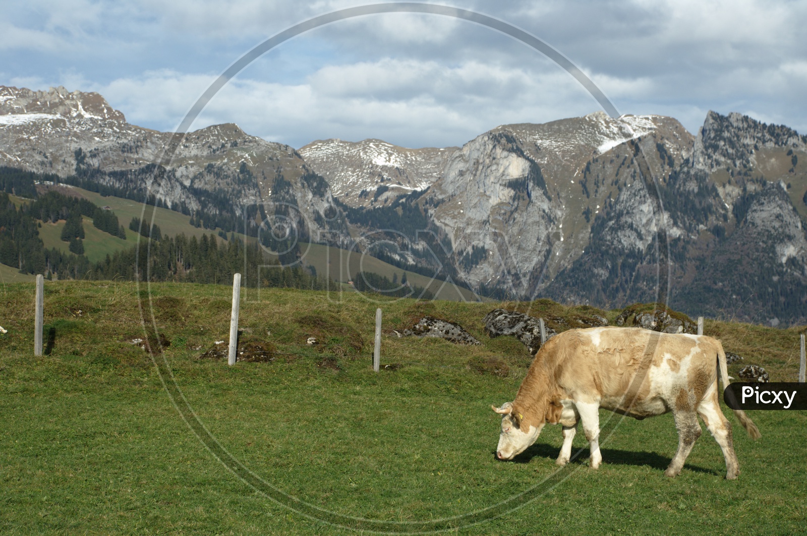 bull grazing in a green field and mountains in the back