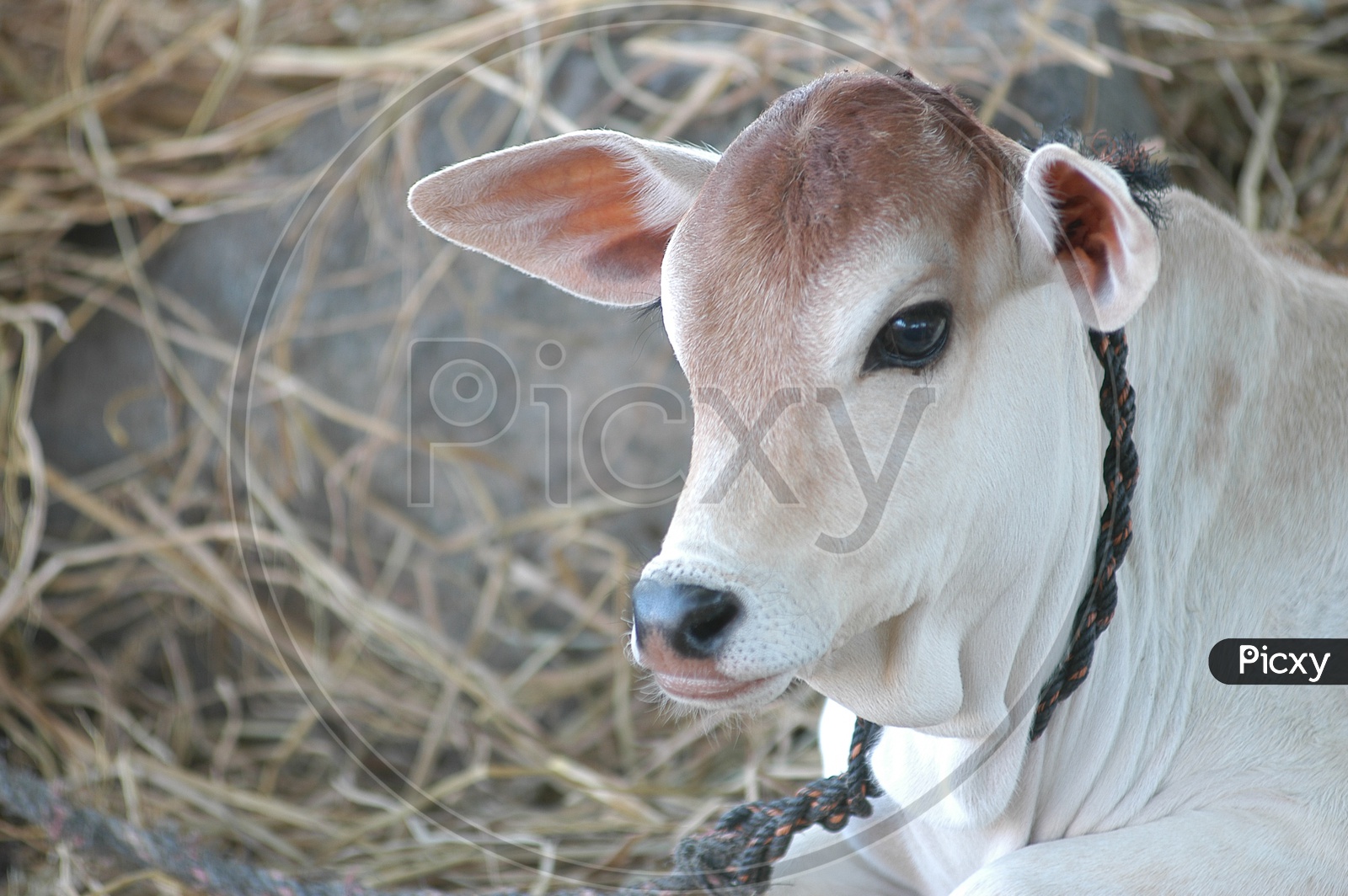close shot of a calf