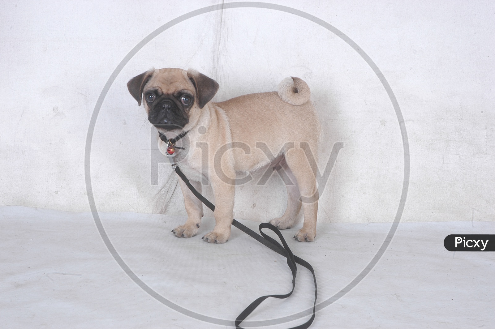 Image of A Pug dog with a neck belt AT892182 Picxy