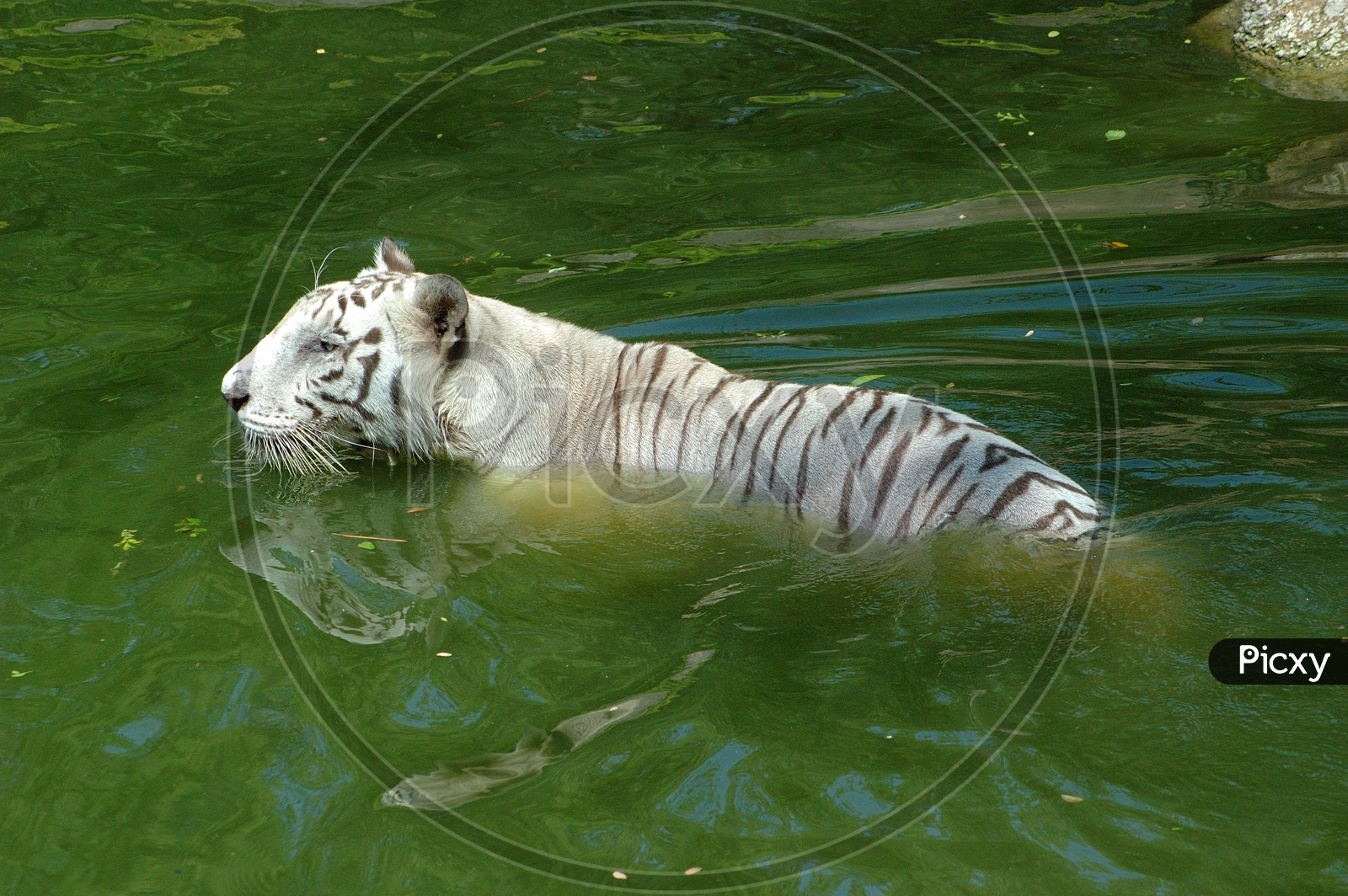 A White Tiger in the pond water
