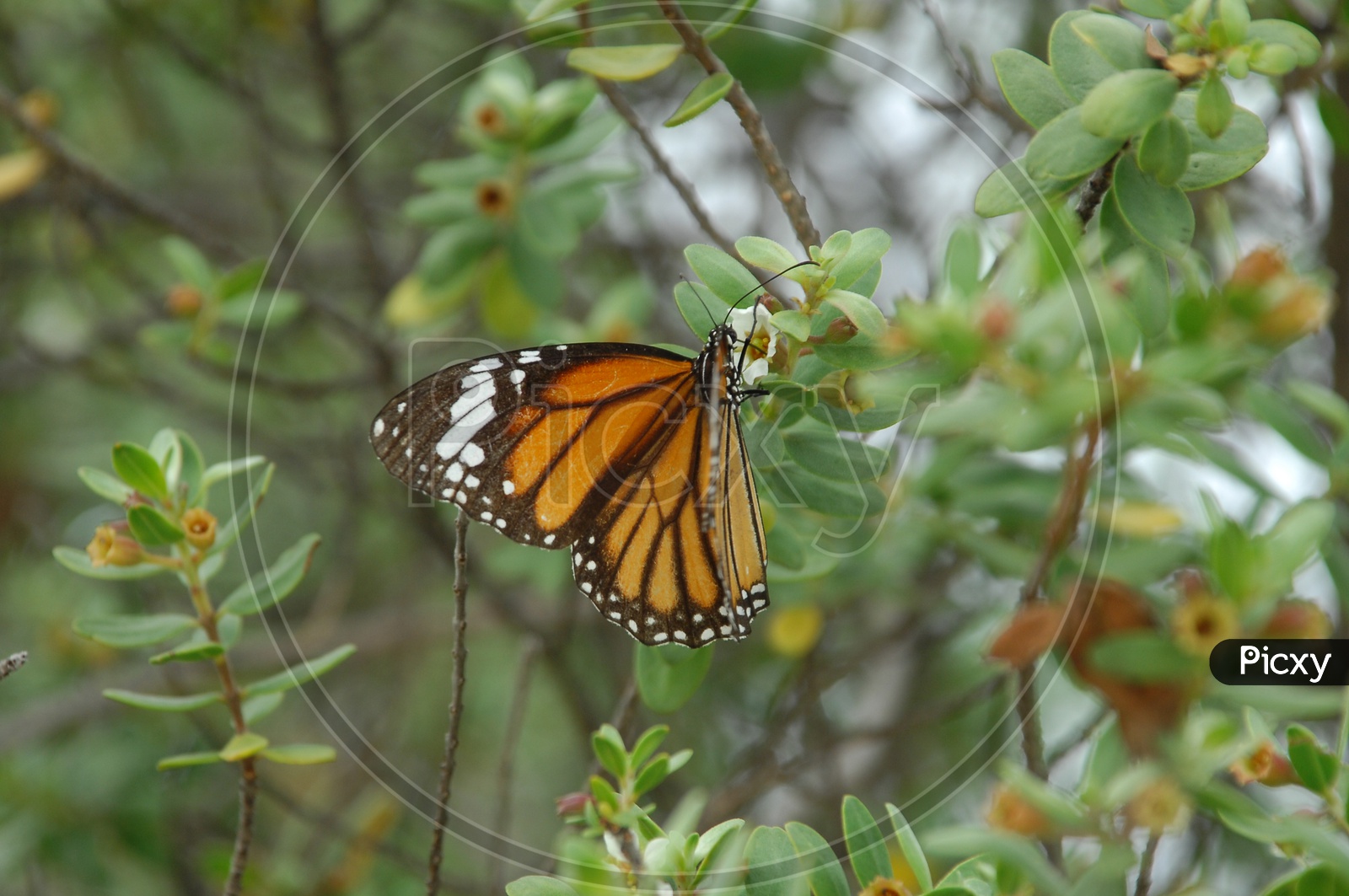 Monarch butterfly sucking nectar