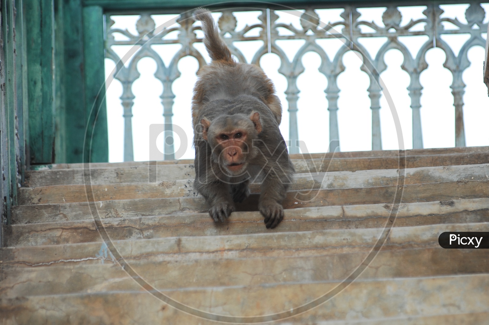 A Macaque