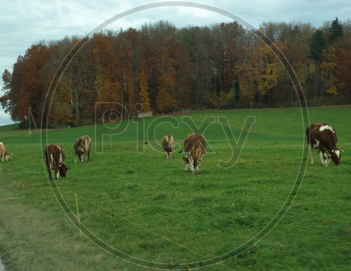 Cows grazing on an open green land