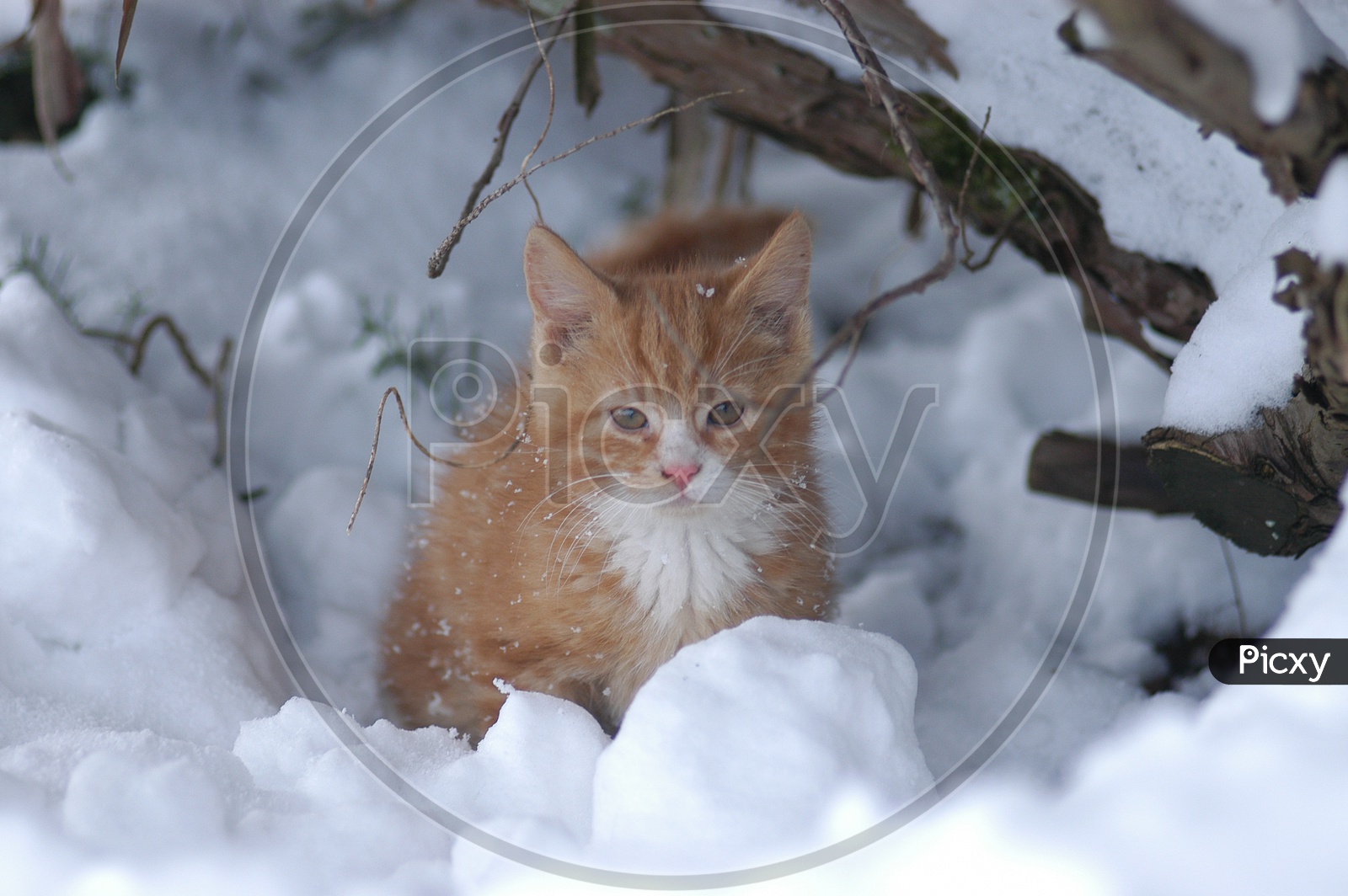 A hossico cat in the snow